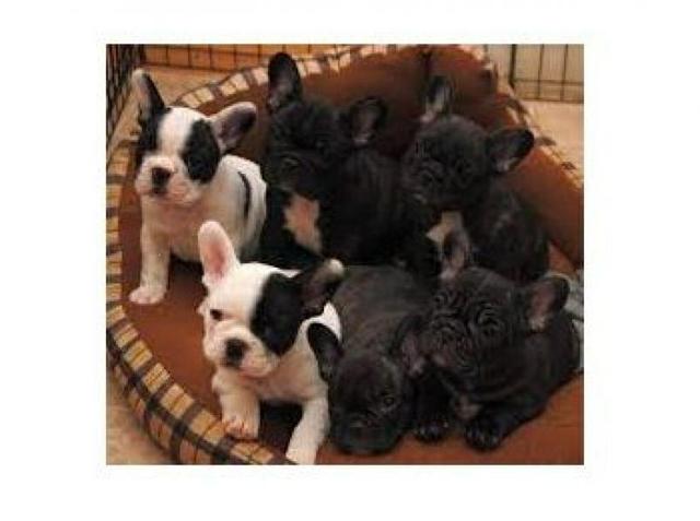 Bulldog Francês esperando vc