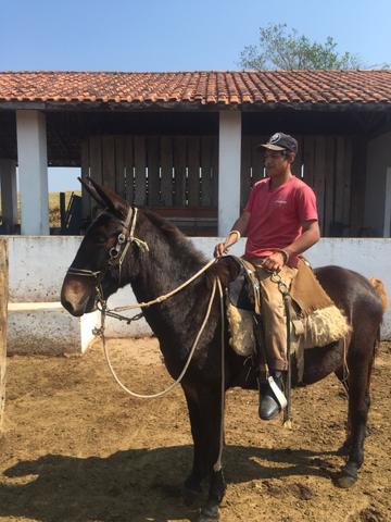 Burro extremamente manso