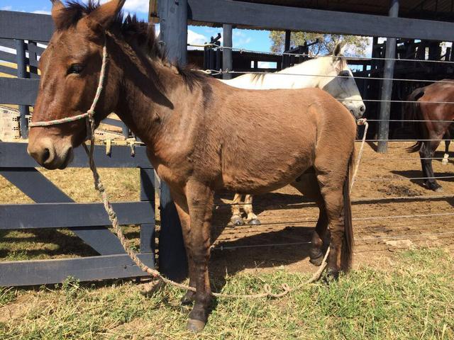 Burro / trco por cavalo manga-larga