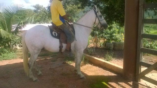 Cavalo Mangalarga Marchador - Macho