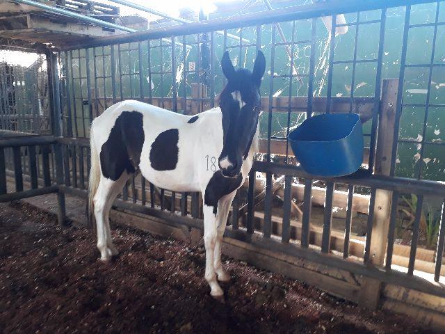 Cavalo Pampa de preto