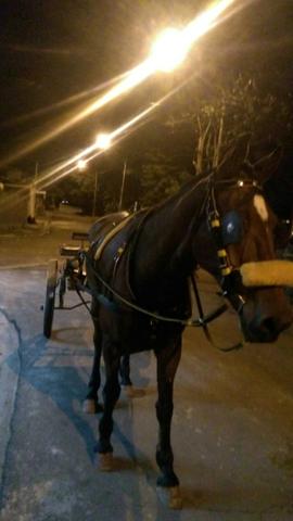 Cavalo argentino