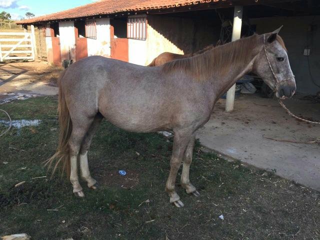 Cavalo meio sangue manga larga