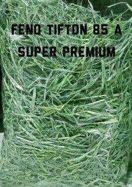 Feno tifton 85 A premium