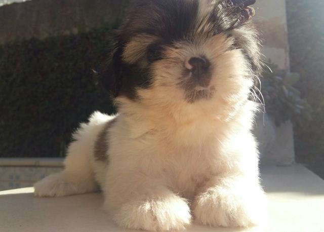 Fêmea Shihtzu lindaaa