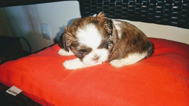 Fêmea linda shih tzu bem pequena