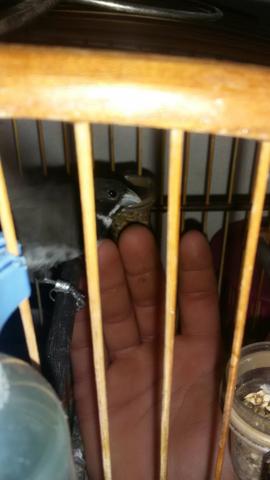 Gaiola de clr completa f/m