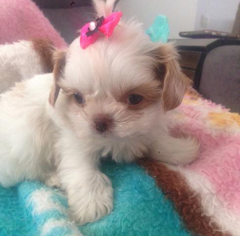 Lhasa apso bicolor fêmea