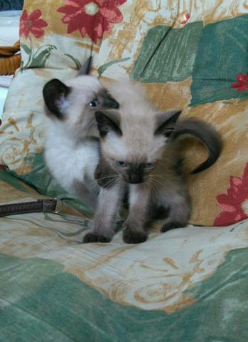Lindos gatinhos siamês