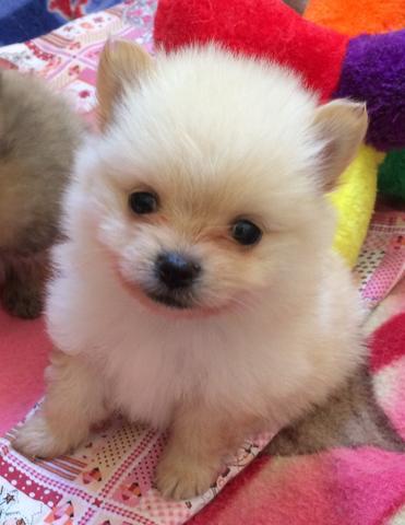 Lulu da pomerania