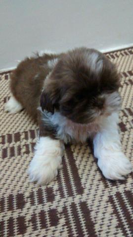 Machos de shitzu vacinados