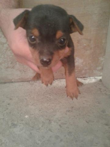 Pinscher macho