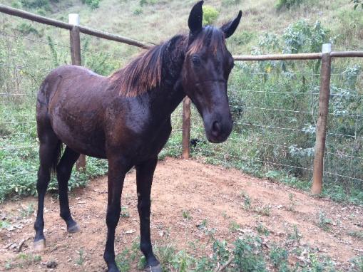 Poltra Manga-larga com Camolino