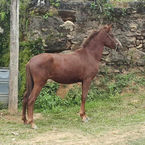 Potro Alazao, Marchador LUXO