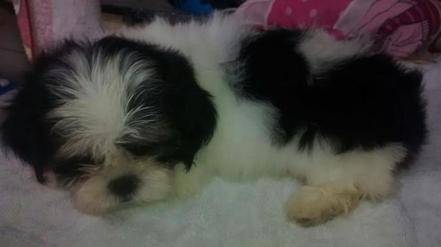 Preço especial lhasa apso