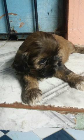 Shi tzu marrom lindo puro promoção 600 só hoje 50 dias