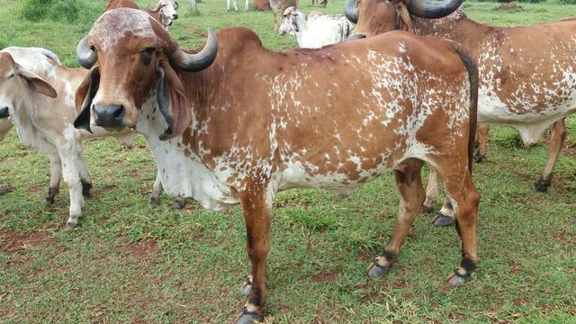 Vaca parida de femea pura gir