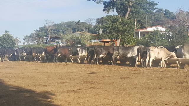 Vacas de leite