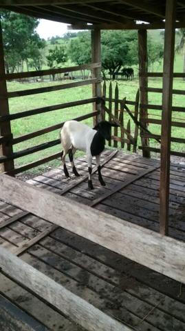Vendo ovelha mistiça doper macho