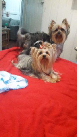 Yorkshire Terrier
