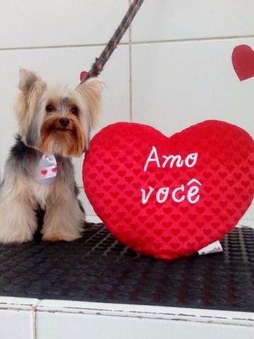 Yorkshire Terrier Para Cruzar