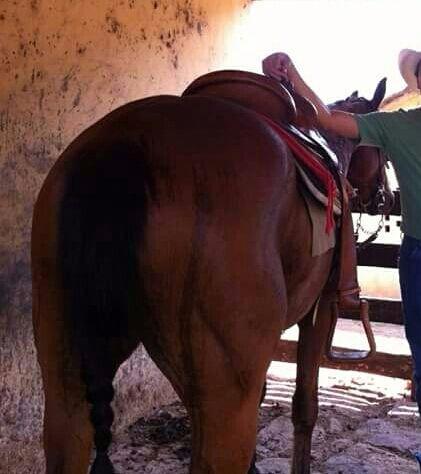 Égua Quarto de Milha