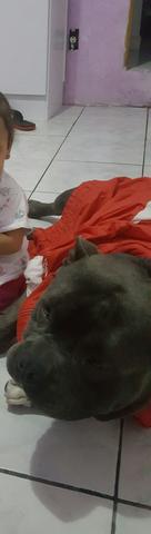 American Bully Macho Adulto