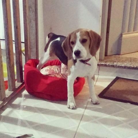 Beagle fêmea