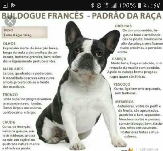 Bulldog Francês