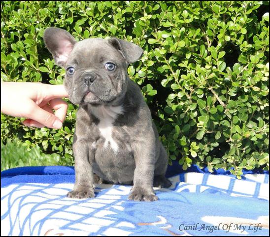Bulldog Francês blue