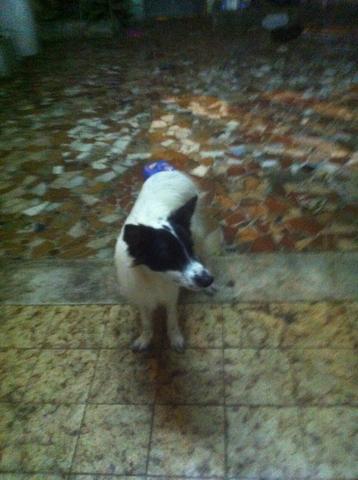 Doa se border collie macho