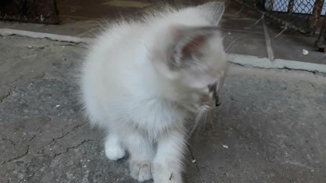 Gatinhas para doação