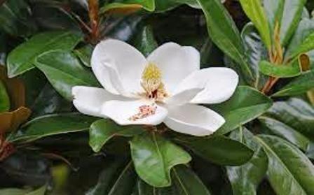 Magnólia branca