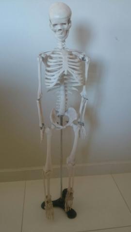Modelo de esqueleto humano articulado