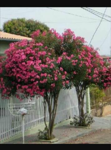 Mudas da linda espirradeira