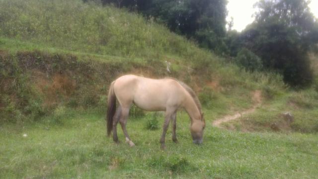 Potra mangalarga linda 2 anos muito dócil mansa de cabresto