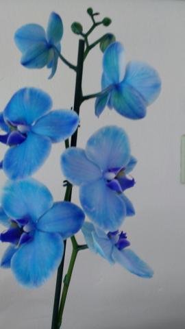 Promoção Orquídea natural em lindo Caixote