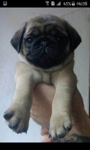 Pug macho