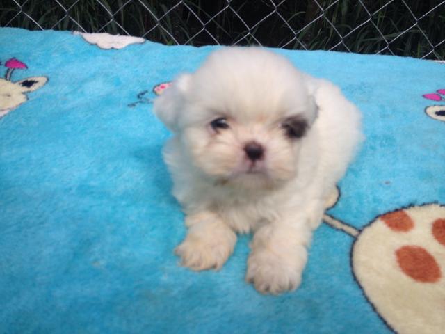 Shih Tzu Femea