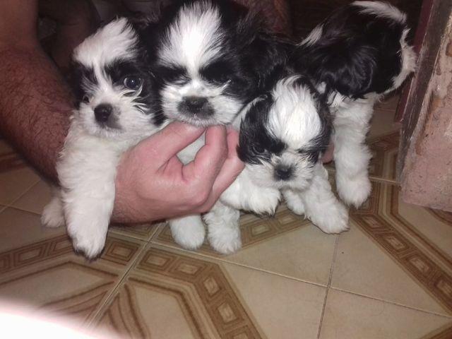 Shih Tzu porte pequeno c pais no local, aceito cartão