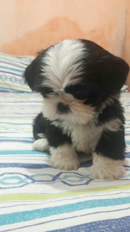 Ultimos Shih Tzu Machos