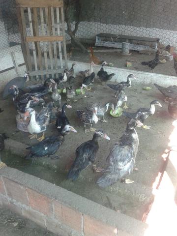 Vendo 30 patos!