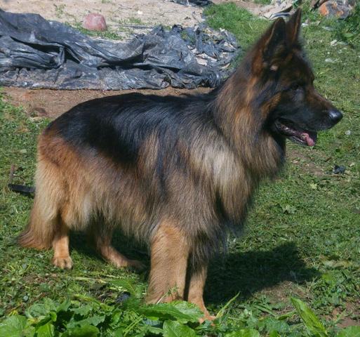 Vendo esse lindo pastor