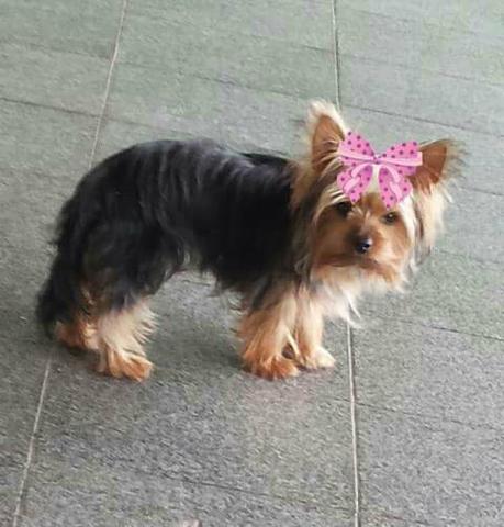 Yorkshire fêmea mini