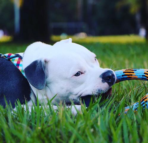 American bully pocket para cobertura com pedigree