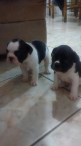 Bulldog francês 