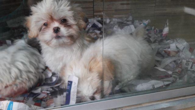Cachorro shih tzu
