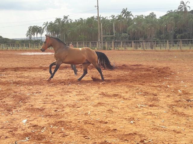 Cavalo Garanhão QM 4 anos/ Laço