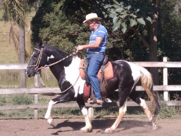 Cavalo Pampa de Preto de Marcha Picada