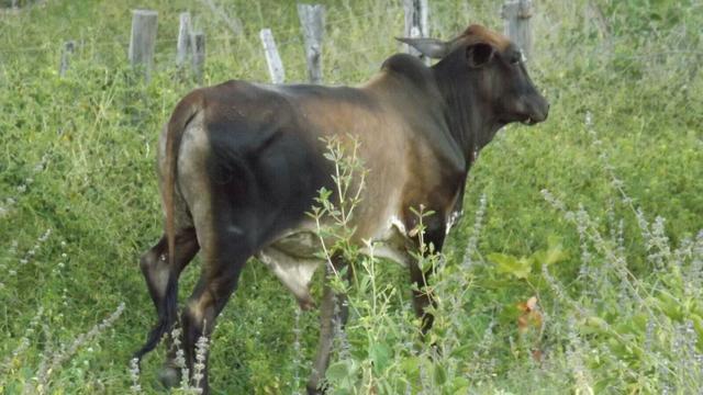 Gado Nelore por Carro